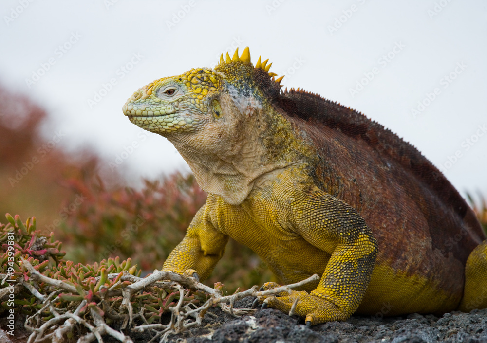 Portrait of land iguanas on the Galapagos. Islands. An excellent illustration. Close-up. Portrait of land iguanas on the Galapagos. Islands. An excellent illustration. Close-up.
