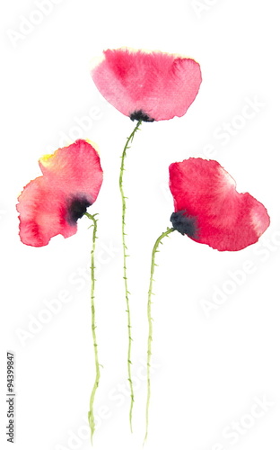 Modern art of poppy painting  watercolor illustrator