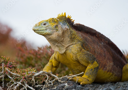 Portrait of land iguanas on the Galapagos. Islands. An excellent illustration. Close-up.