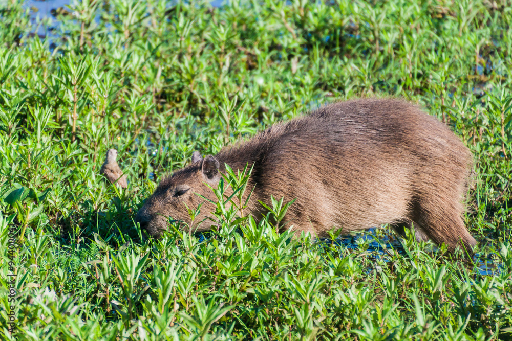 Fototapeta premium Capybara (Hydrochoerus hydrochaeris) in Esteros del Ibera, Argentina