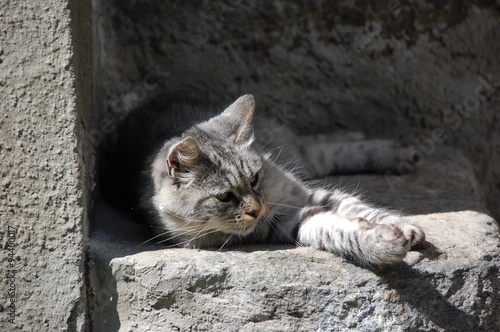 Tabby cat (grey tiger) resting