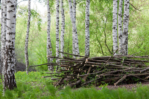 Fototapeta Naklejka Na Ścianę i Meble -  Tidying birch grove.