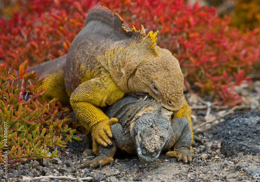 Obraz premium Two land iguanas in the mating season. Rare shot. Galapagos Islands. An excellent illustration.