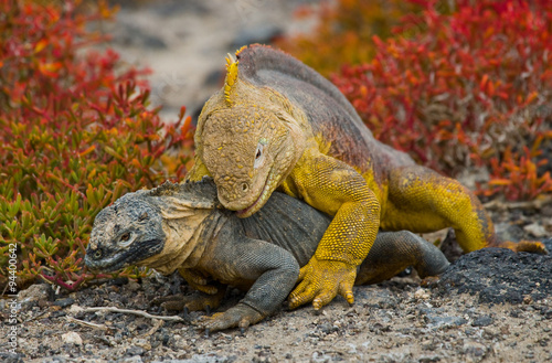 Two land iguanas in the mating season. Rare shot. Galapagos Islands. An excellent illustration.