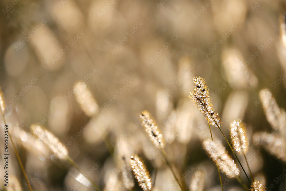 Wild Foxtail Grass Background at Autumn Sunrise