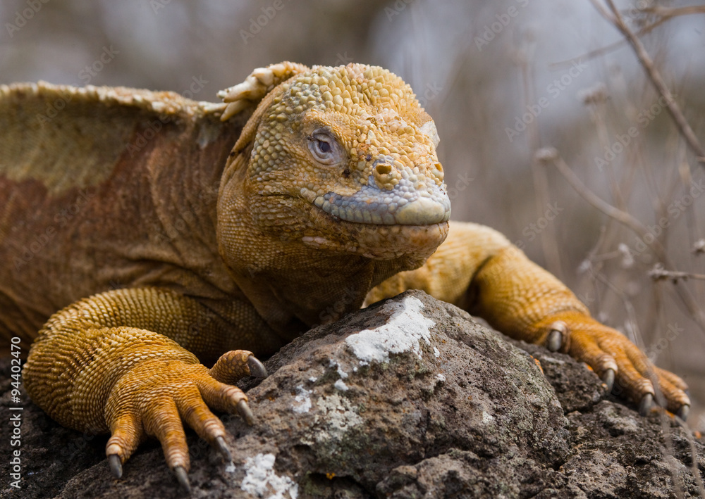 Fototapeta premium Portrait of land iguanas on the Galapagos. Islands. An excellent illustration. Close-up.
