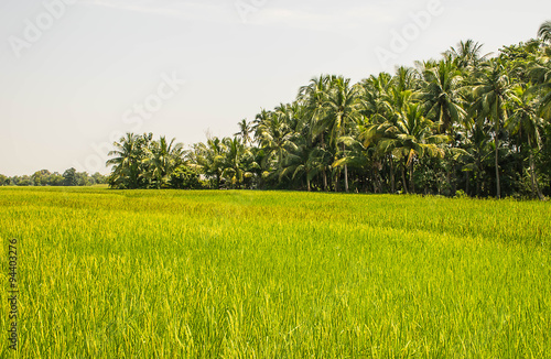 Landscape of green paddy rice field in the morning in Thailand.Selective focus with shallow depth of field.