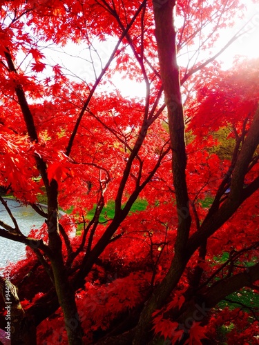 Roter Ahorn Baum