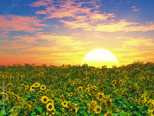 Fototapeta Naklejka Na Ścianę i Meble -  sunflowers
