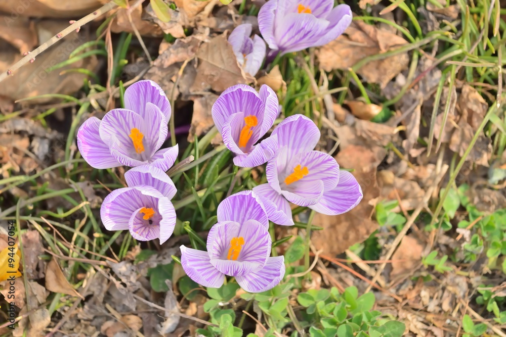 早春に咲くクロッカス