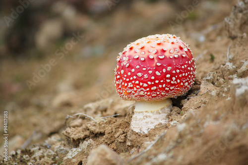 Red poisonous mushroom in the forest photo