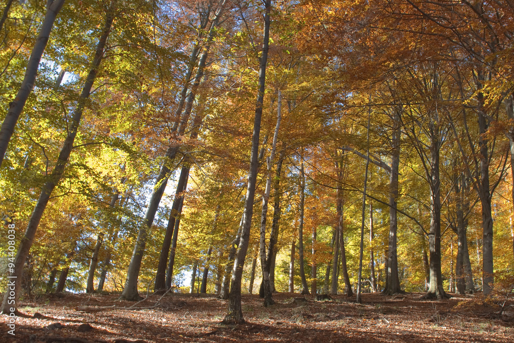 Fototapeta premium in mezzo al bosco colorato