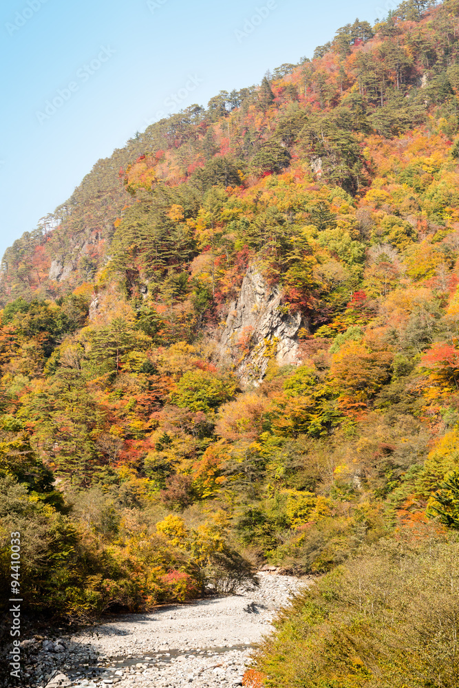 高原の紅葉 高原の紅葉