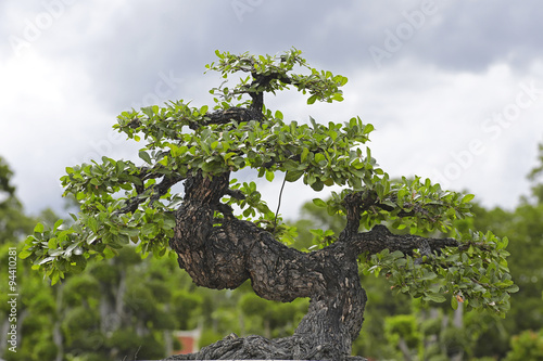 Close up of a Bonsai tree
 photo