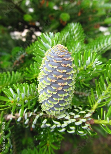 Close photo of a cone of decorative fir
