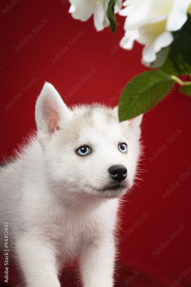 Cute little puppy of syberian husky Cute little puppy of syberian husky