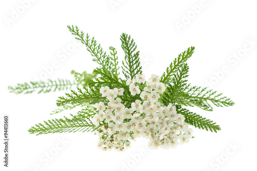 Fototapeta Naklejka Na Ścianę i Meble -  White yarrow