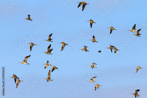Flock of Eurasian curlews (Numenius arquata) in the Netherlands