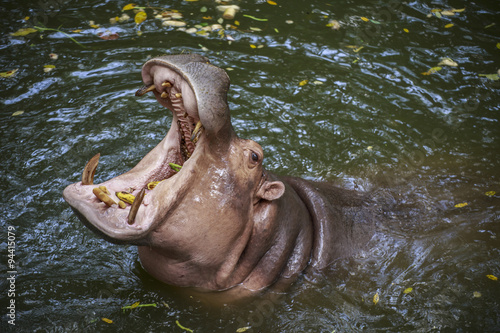 Hippopotamus lives in the water