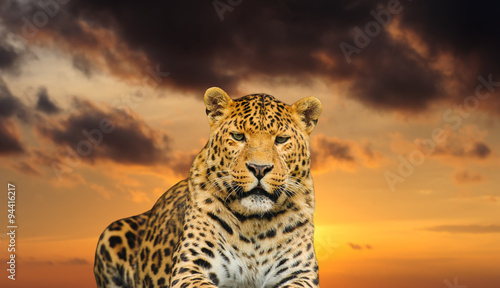  leopard on the sky background © Art_man