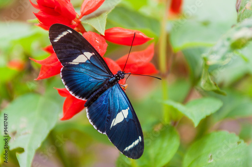 Sara Longwing butterfly (Heliconius sara) in Mariposario (The Butterfly House) in Mindo, Ecuador photo
