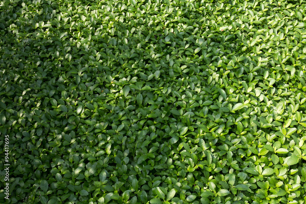 Green grass field with a shadow of a tree