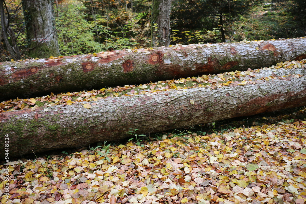 FORET EN AUTOMNE FORET EN AUTOMNE