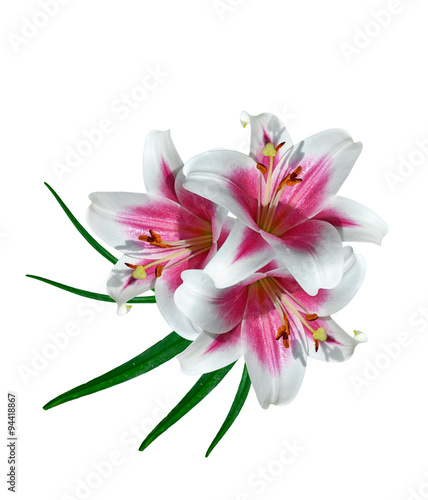 lily flowers isolated on white background