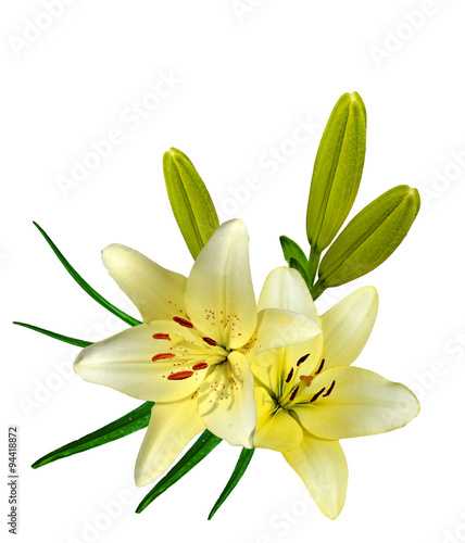 Fototapeta Naklejka Na Ścianę i Meble -  lily flowers isolated on white background