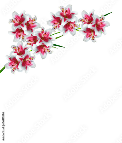 lily flowers isolated on white background