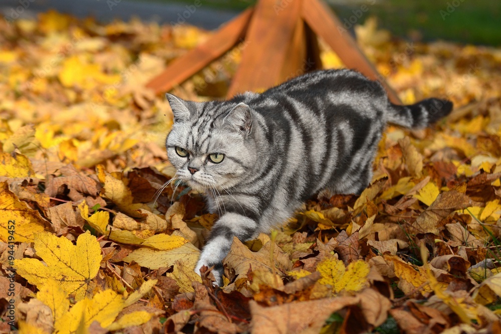 Britisch Kurzhaar Katze im Herbstlaub