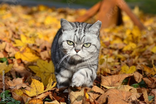 Britisch Kurzhaar Katze im Herbstlaub