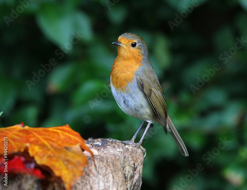 Close up of a robin on a tree trunk in autumn