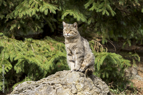 Canvas Print Wildkatze