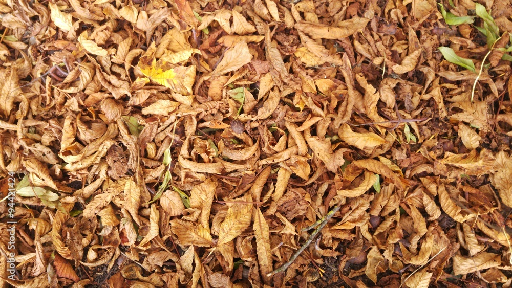 Autumn Leaves Autumn Leaves