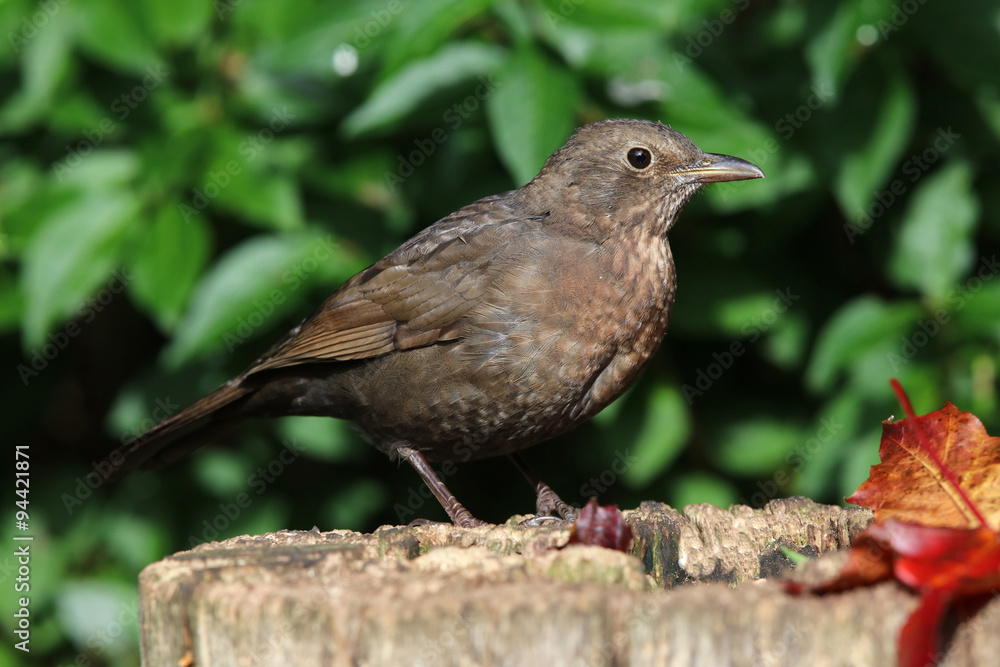 Close up of a female blackbird on a tree trunk in autumn Close up of a female blackbird on a tree trunk in autumn