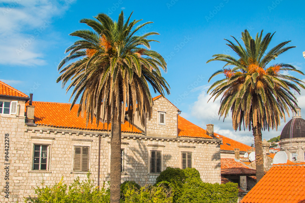 Palm trees in the old town of Dubrovnik, Croatia