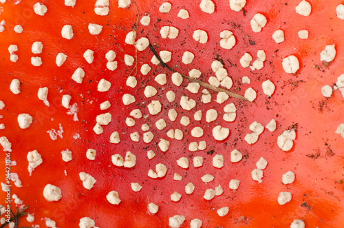 fly agaric red musroom photo