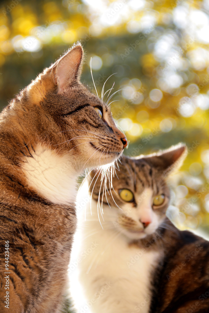 Fototapeta premium Zwei Katzen vor Bokeh Herbsthintergrund
