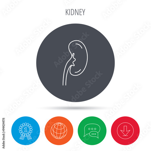 Kidney icon. Transplantation organ sign.