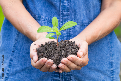 Woman hands holding a green young plant