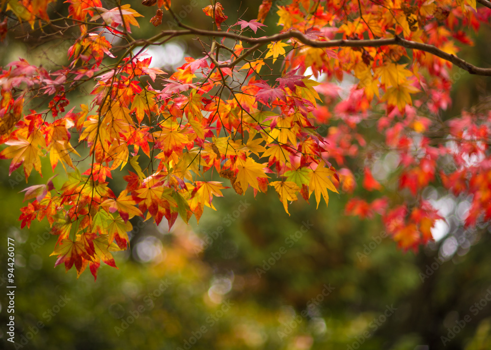 autumn leaves, very shallow focus autumn leaves, very shallow focus
