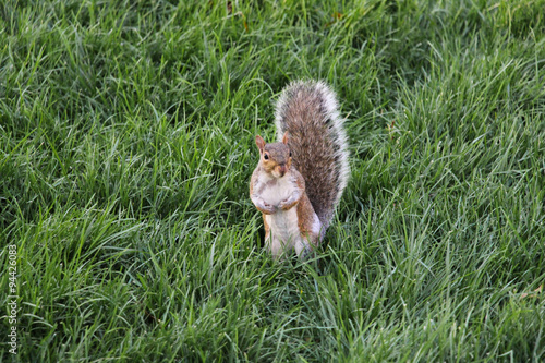 squirrel