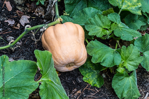 Butternut squash ripening on vine. 