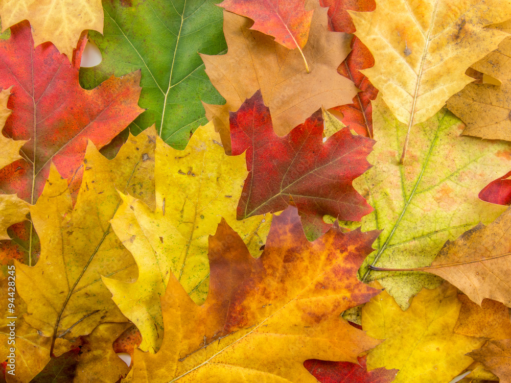 pattern made of rusted multi color leafs pattern made of rusted multi color leafs