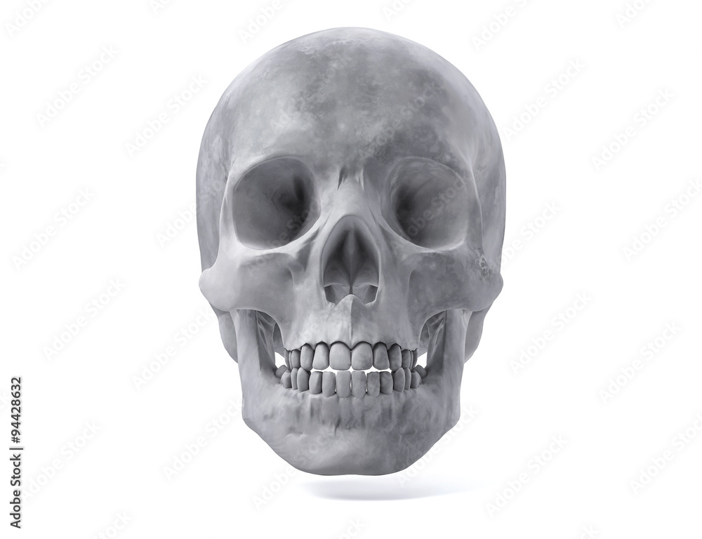 3D Isolated Human Skull.