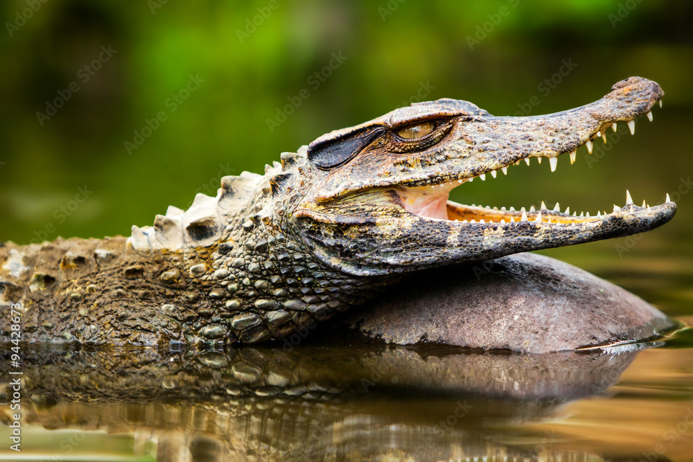 Fototapeta premium A small caiman and a tortoise in the wilds of Ecuador's Amazonia, surrounded by crocodiles and other animals in Peru and Bolivia.