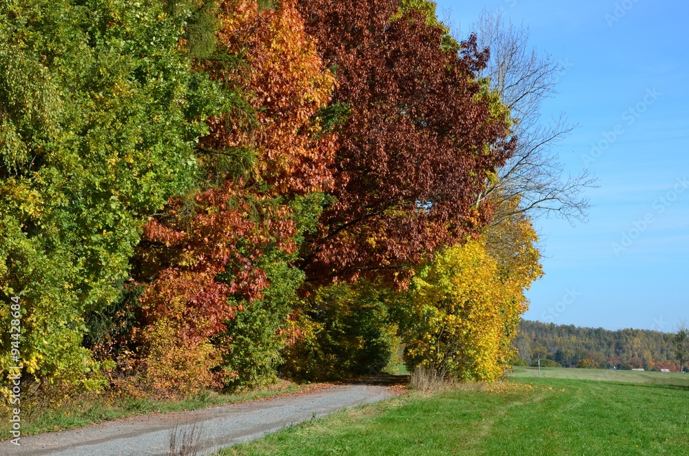 Naklejka premium Weg unter Herbstbäumen