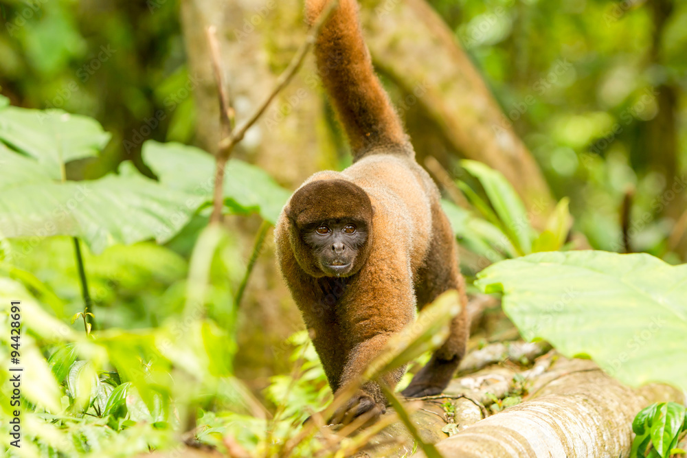 Naklejka premium A woolly monkey from the Ecuadorian jungle, known as Chorongo, takes a leisurely walk through the Amazon forest.