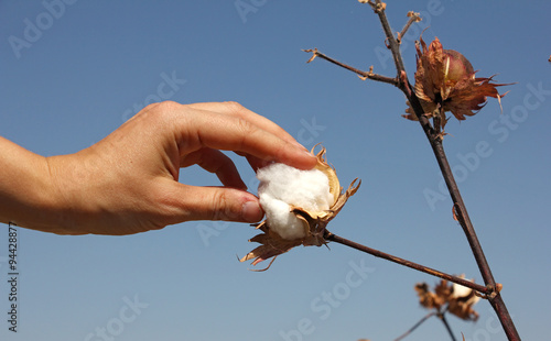 human hand touches a boll of ripe cotton